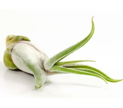 Dehner Tillandsien - Tillandsie - Tillandsia cultivars klein, verschiedene Sorten