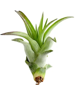 Dehner Tillandsien - Tillandsie - Tillandsia cultivars klein, verschiedene Sorten