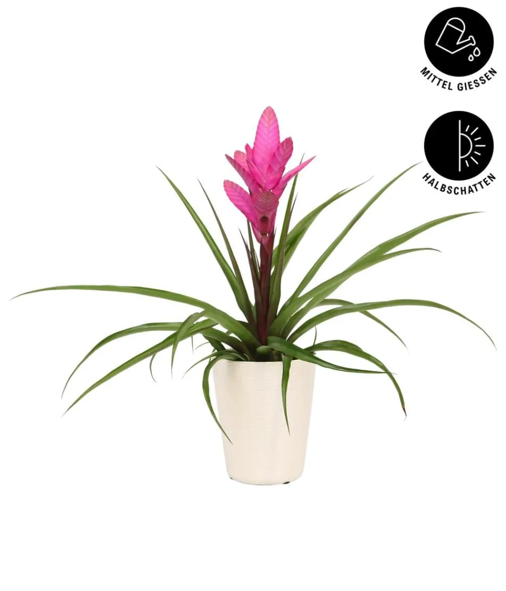 Dehner Bromelien|Zimmerpflanzen-Sets > Tillandsie - Tillandsia cyanea 'Antonio', in Keramik