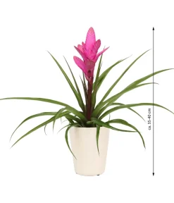 Dehner Bromelien|Zimmerpflanzen-Sets > Tillandsie - Tillandsia cyanea 'Antonio', in Keramik