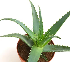 Dehner Tintenfisch-Aloe - Aloe arborescens Grün Best