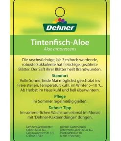 Dehner Tintenfisch-Aloe - Aloe arborescens Grün Best