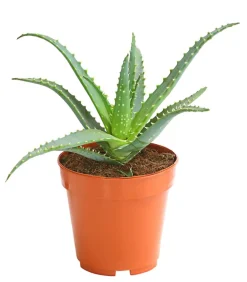Dehner Tintenfisch-Aloe - Aloe arborescens Grün Best