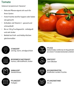 Dehner Auberginen- & Tomatenpflanzen > Tomate 'Garance'