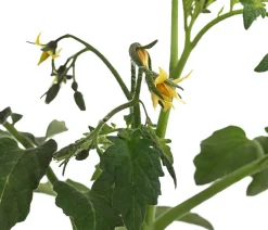 Dehner Auberginen- & Tomatenpflanzen > Tomate 'Garance'