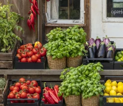 Dehner Auberginen- & Tomatenpflanzen > Tomate 'Garance'