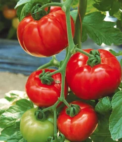 Dehner Auberginen- & Tomatenpflanzen > Tomate 'Garance'