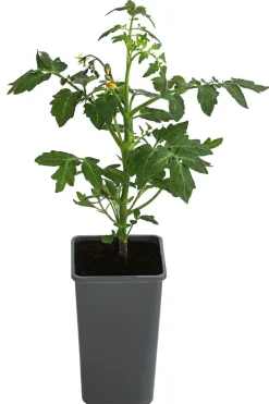 Dehner Auberginen- & Tomatenpflanzen > Tomate 'Garance'