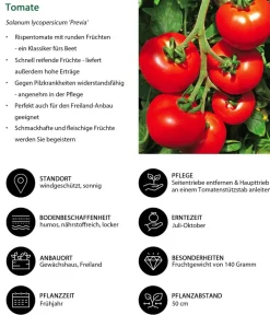 Dehner Auberginen- & Tomatenpflanzen - Tomate 'Previa' Rot