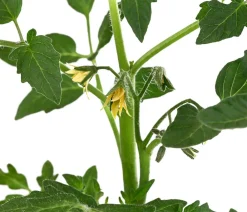 Dehner Auberginen- & Tomatenpflanzen - Tomate 'Previa' Rot