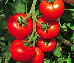 Dehner Auberginen- & Tomatenpflanzen - Tomate 'Previa' Rot