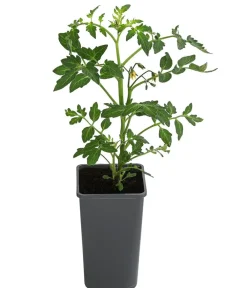 Dehner Auberginen- & Tomatenpflanzen - Tomate 'Previa' Rot