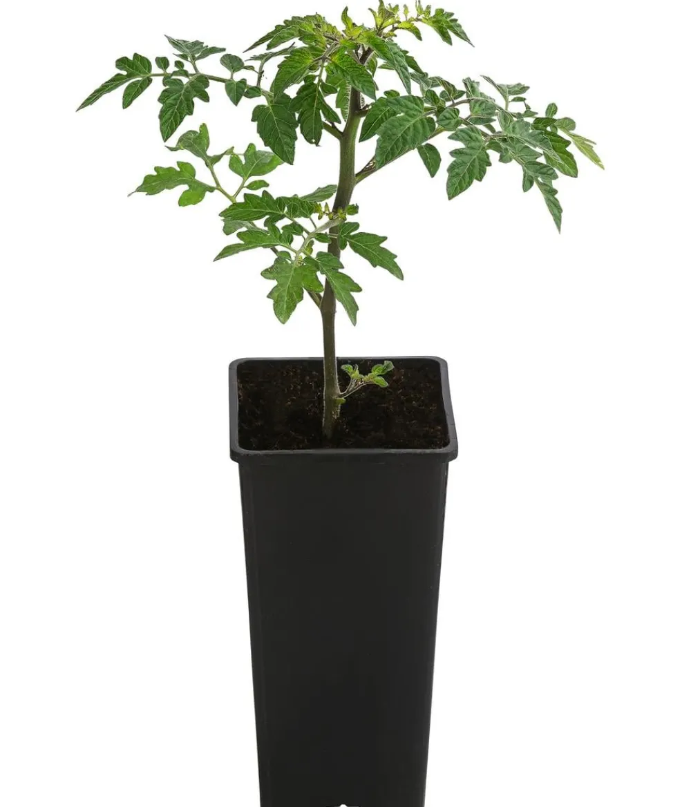 Dehner Auberginen- & Tomatenpflanzen|Gartengemüse - TomTato® Tomatenkartoffel Rot