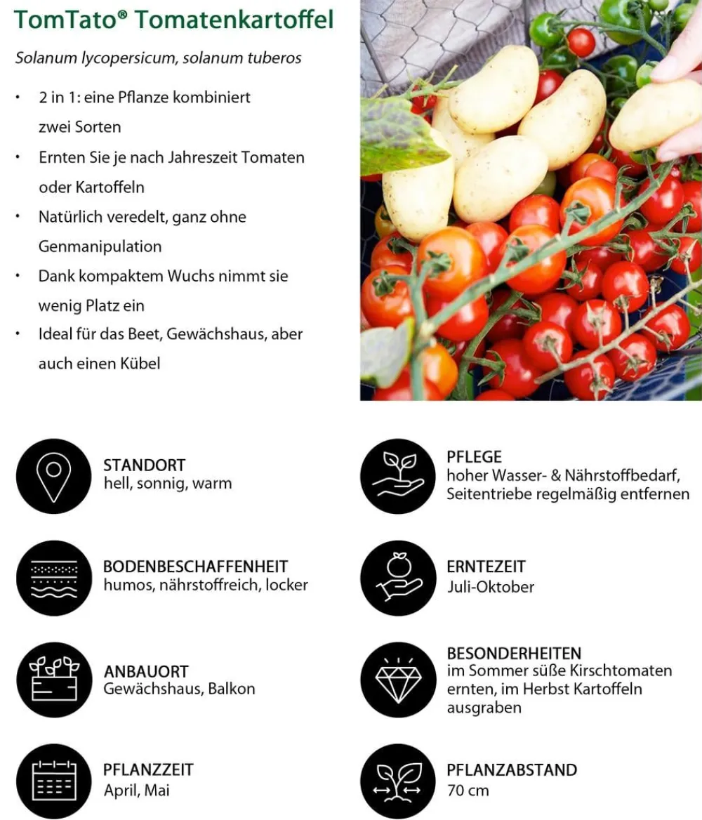 Dehner Auberginen- & Tomatenpflanzen|Gartengemüse - TomTato® Tomatenkartoffel Rot