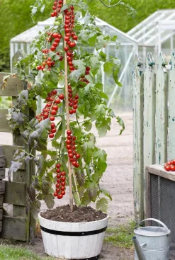 Dehner Auberginen- & Tomatenpflanzen|Gartengemüse - TomTato® Tomatenkartoffel Rot