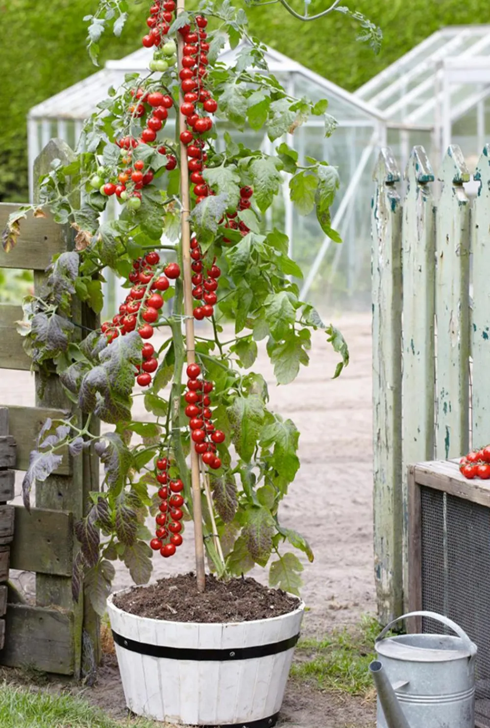 Dehner Auberginen- & Tomatenpflanzen|Gartengemüse - TomTato® Tomatenkartoffel Rot