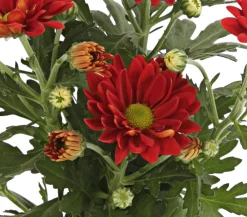 Dehner Topf-Chrysantheme, verschiedene Farben Best