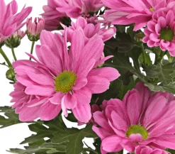 Dehner Topf-Chrysantheme, verschiedene Farben Best