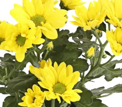 Dehner Topf-Chrysantheme, verschiedene Farben Best