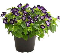 Dehner Sommerblumen > Torenie