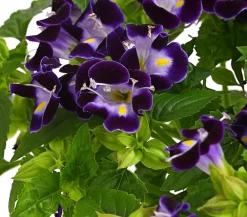 Dehner Sommerblumen > Torenie