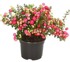 Dehner Laubgehölze - Torfmyrte, Rosa