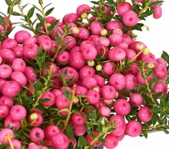 Dehner Torfmyrte, Rosa Clearance