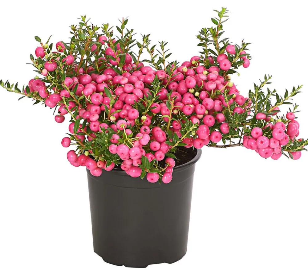 Dehner Torfmyrte, Rosa Clearance