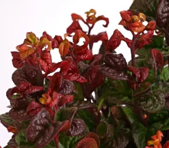 Dehner Laubgehölze|Blühende Sträucher > Traubenheide 'Curly Red'