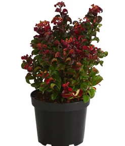 Dehner Laubgehölze|Blühende Sträucher > Traubenheide 'Curly Red'