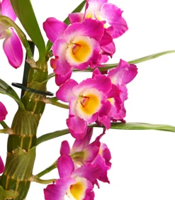 Dehner Orchideen > Trauben-Orchidee - Dendrobium nobile
