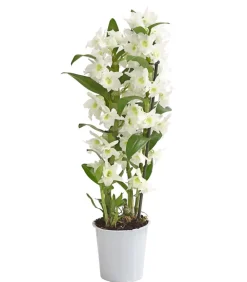 Dehner Orchideen - Trauben-Orchidee - Dendrobium nobile Weiß