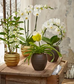 Dehner Orchideen - Trauben-Orchidee - Dendrobium nobile Weiß
