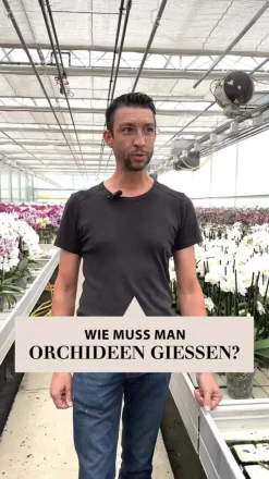 Dehner Orchideen > Traubenorchidee - Dendrobium compactum 'Polar Fire'