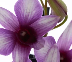 Dehner Orchideen > Traubenorchidee - Dendrobium compactum 'Polar Fire'