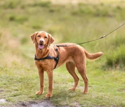Trixie Hundehalsbänder & Geschirre - Hundegeschirr Lead'n'Walk Soft, Schwarz