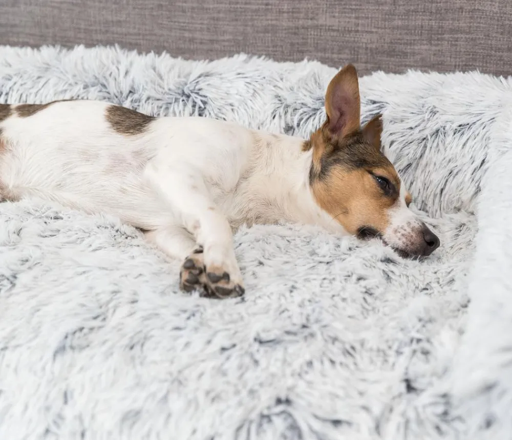 Trixie Polster-Schondecke Harvey, rechteckig, grau/-