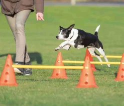 Trixie Hundespielzeug - Pylonen-Hindernis-Set, 9-teilig