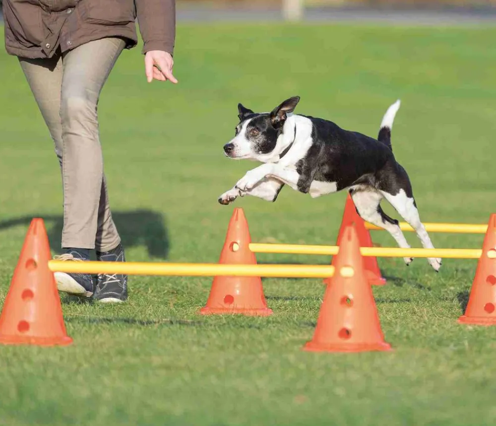 Trixie Hundespielzeug - Pylonen-Hindernis-Set, 9-teilig