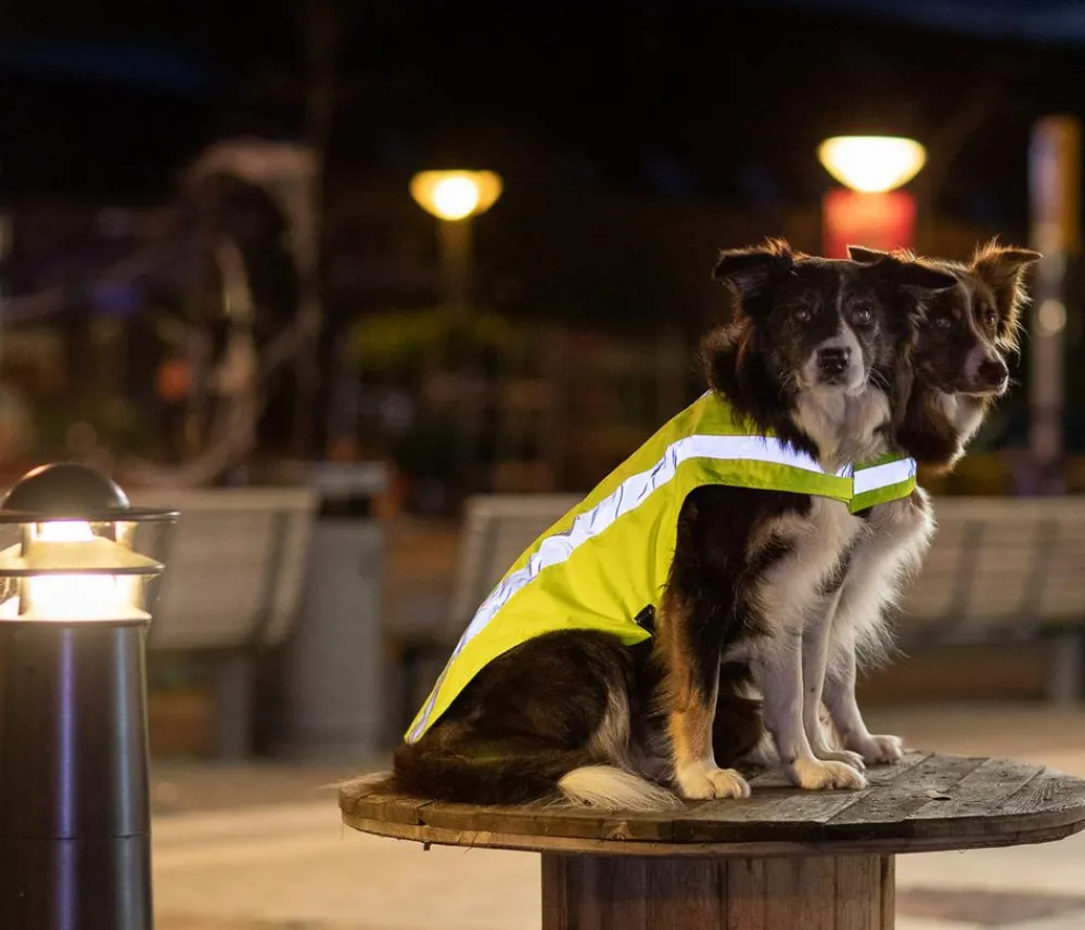 Trixie Mehr Hundezubehör|Mehr Transport & Unterwegs - Sicherheitsweste für Hunde, neon Gelb