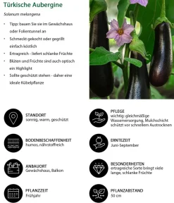 Dehner Auberginen- & Tomatenpflanzen|Gartengemüse - Türkische Aubergine Lila