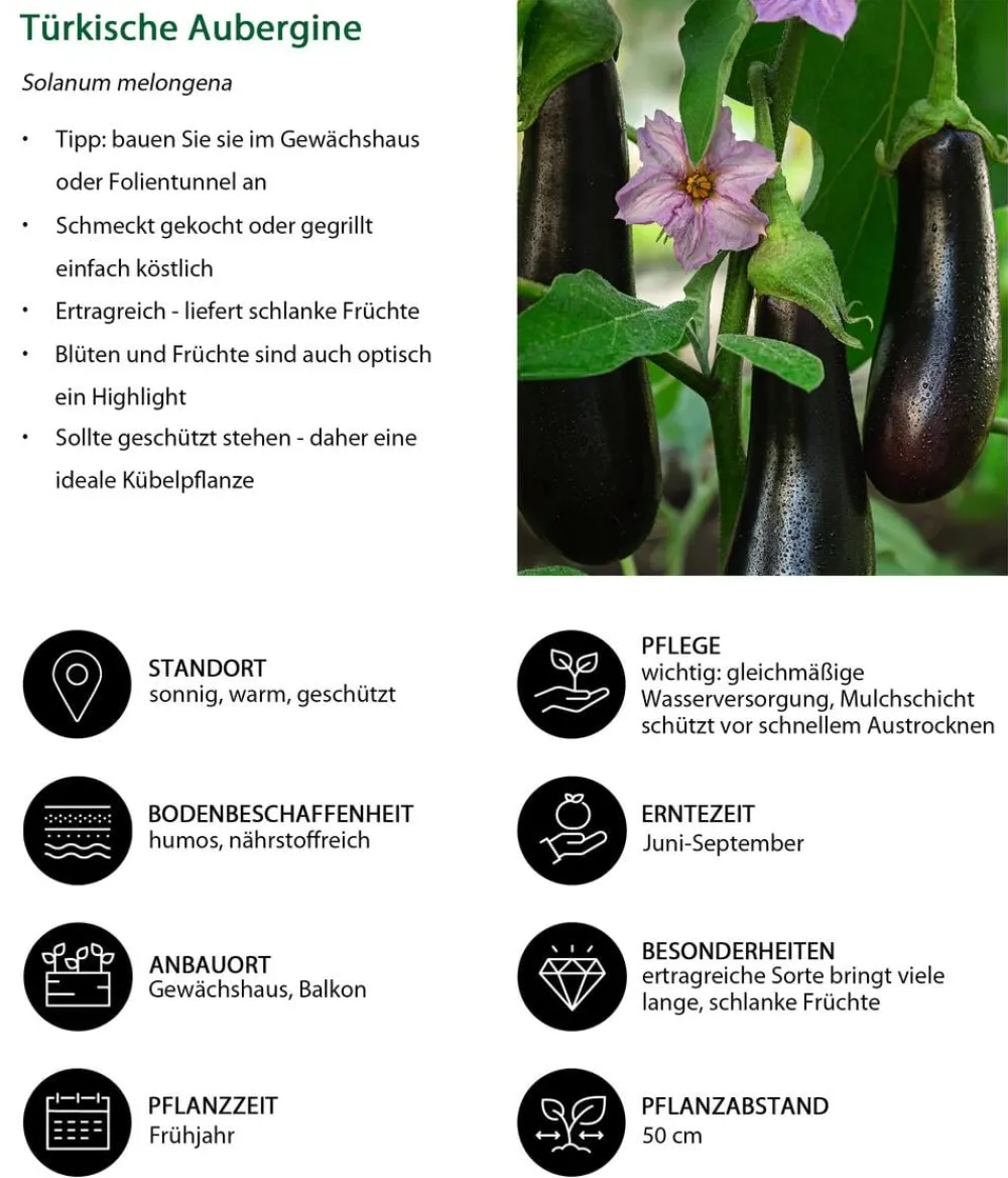 Dehner Auberginen- & Tomatenpflanzen|Gartengemüse - Türkische Aubergine Lila