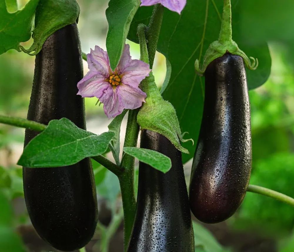 Dehner Auberginen- & Tomatenpflanzen|Gartengemüse - Türkische Aubergine Lila