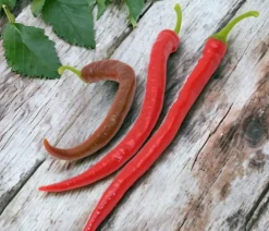 Dehner Türkische Peperoni Rot Online