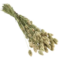 Dehner Trockenblumen - Trockenblumenbund Glanzgras, Natur