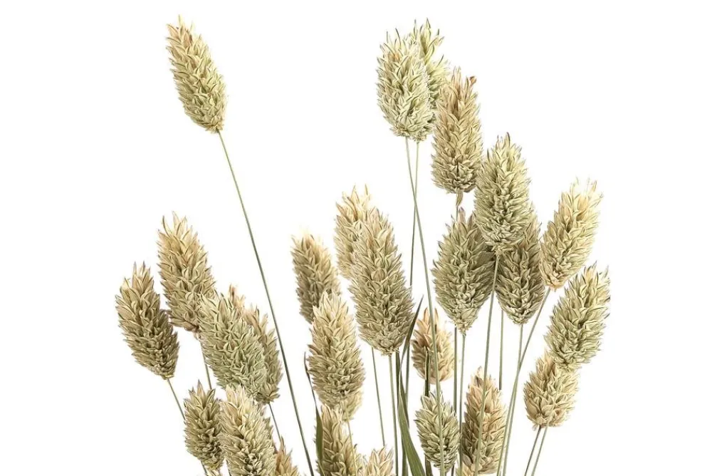 Dehner Trockenblumen - Trockenblumenbund Glanzgras, Natur