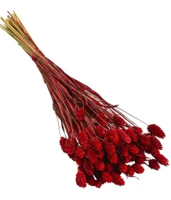 Dehner Trockenblumen - Trockenblumenbund Glanzgras, Rot