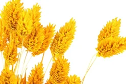 Dehner Trockenblumen - Trockenblumenbund Glanzgras, Gelb