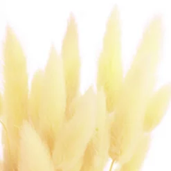 Dehner Trockenblumen > Trockenblumenbund Hasenschwanzgras, gebleicht