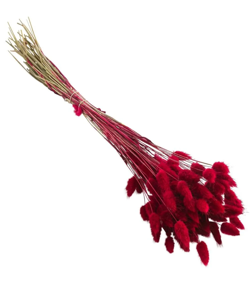 Dehner Trockenblumen > Trockenblumenbund Hasenschwanzgras,